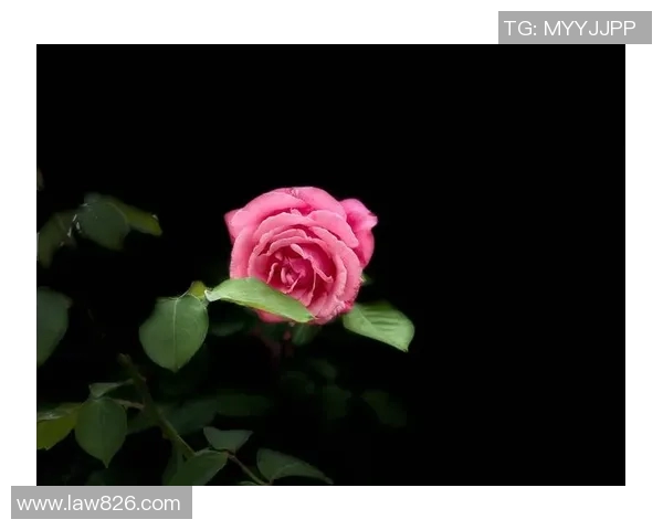 风城玫瑰绽放的秘密与梦想交织的浪漫旅程